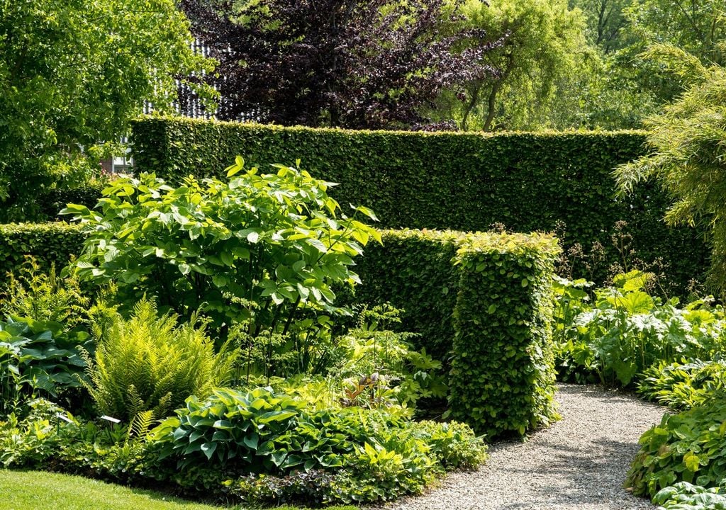 Siepe di carpino: fitta, ordinata e ideale per creare schermature naturali eleganti ed efficaci, definendo al contempo gli spazi del giardino