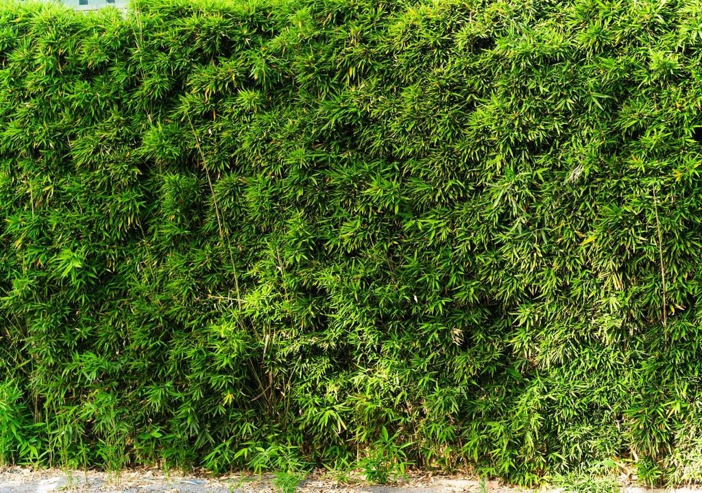 Grazie alla crescita veloce e al portamento verticale, il bambù è ideale per realizzare siepi compatte e decorative