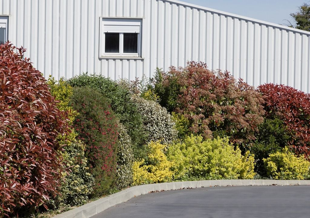 Siepe mista ad effetto naturale