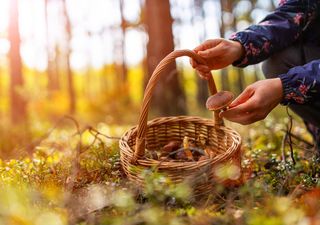 El paraíso de las setas está a tan solo dos horas de Madrid y es un espacio natural mágico