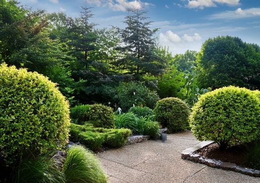 Siete arbustos de crecimiento r&aacute;pido, ideales para separar espacios y ganar privacidad (incluso entre balcones)