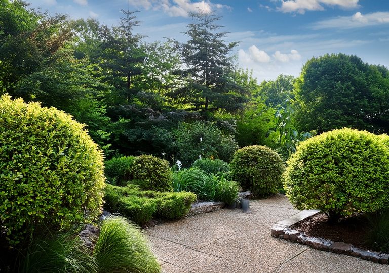 7 arbustos de crecimiento r&aacute;pido ideales para separar espacios y ganar privacidad (incluso entre balcones)