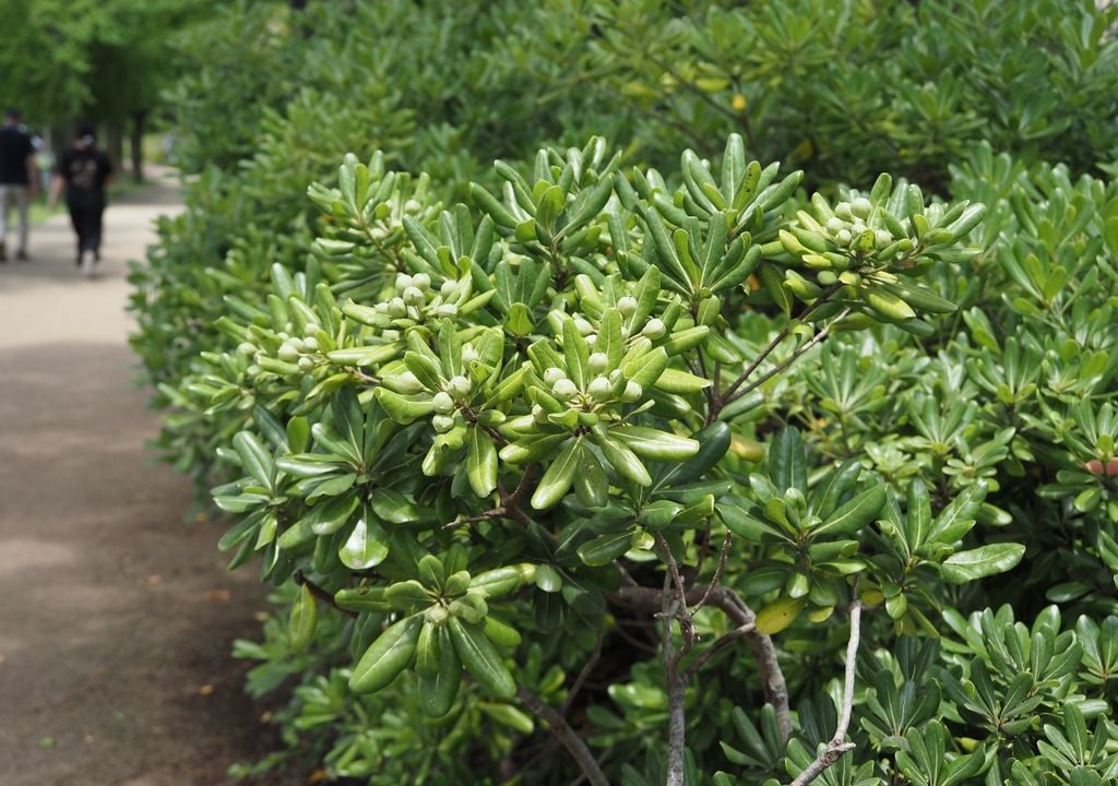 plantas Follaje denso, resistente y flores perfumadas: una opción versátil para cercos vivos y divisiones en maceta.