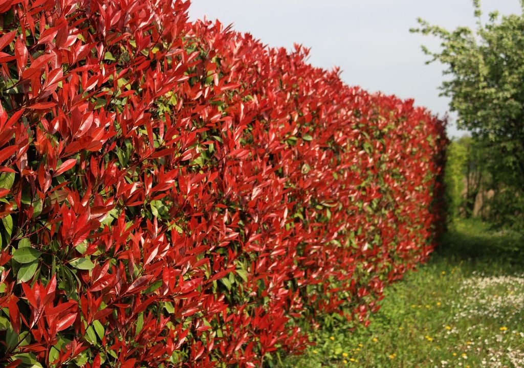 plantas Los brotes rojos le dan un plus ornamental a un arbusto que también funciona como pantalla verde.