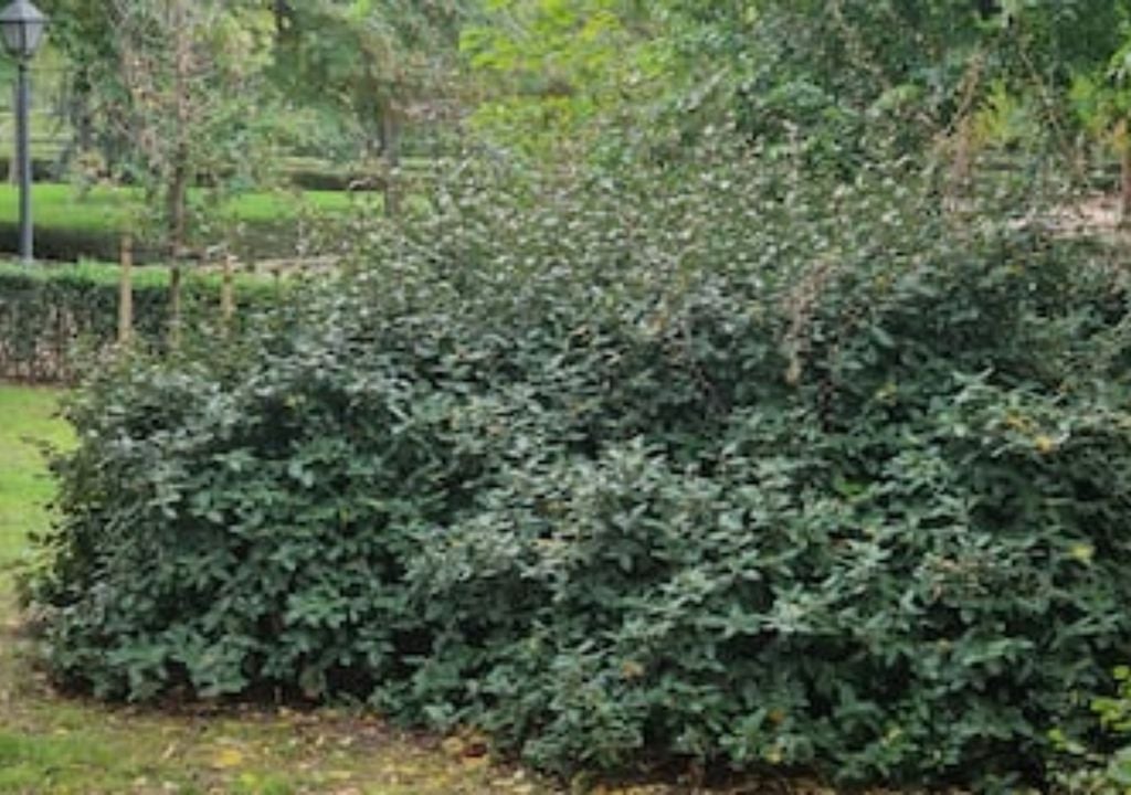 plantas Resistente y de crecimiento rápido, forma cercos densos y suma un perfume intenso en otoño.