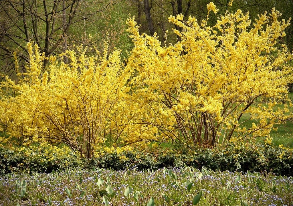 plantas Antes de que broten las hojas, se cubre de flores amarillas y marca el inicio de la primavera.