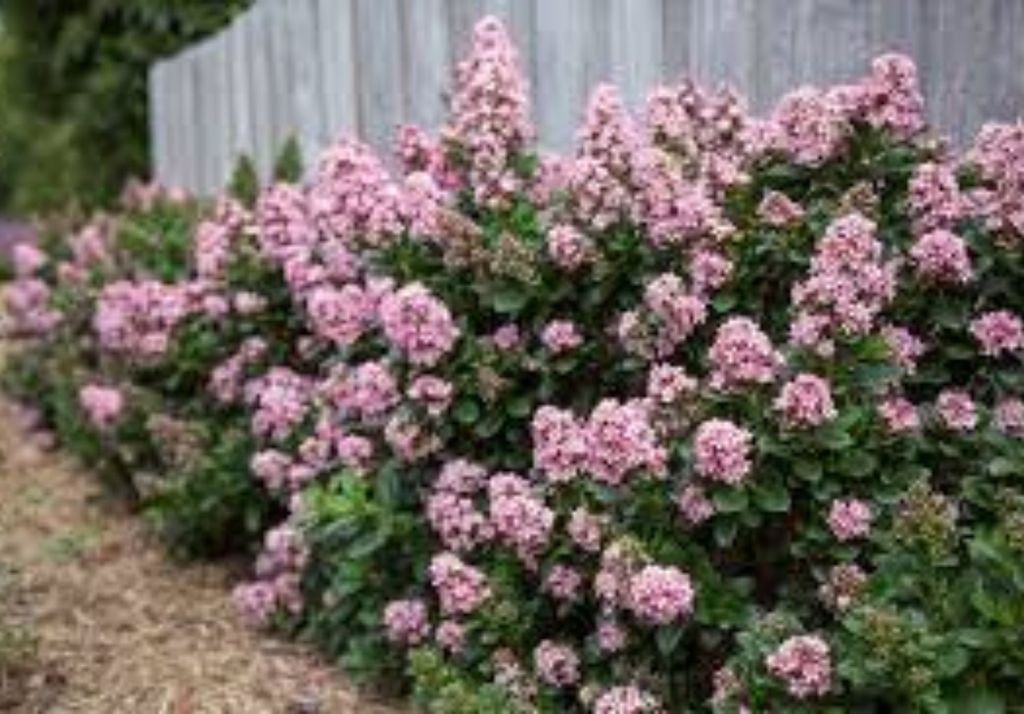 plantas Un clásico de los cercos vivos: denso, resistente y con floración de verano.