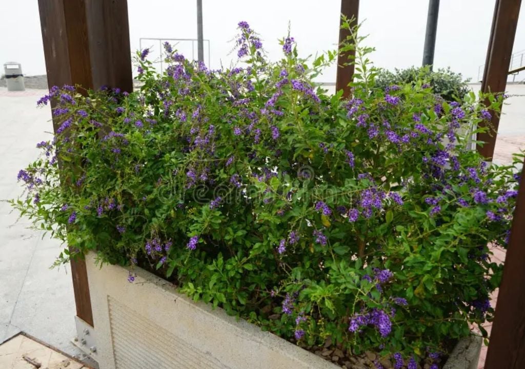 plantas Crecimiento rápido, flores violetas y frutos llamativos en un arbusto ideal para climas templados.