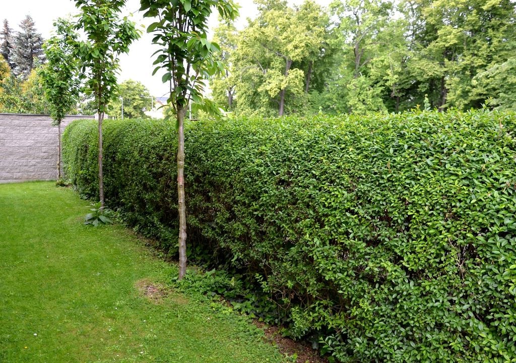 plantas El más usado para cercos formales: crece rápido, tolera poda intensa y arma pantallas compactas.