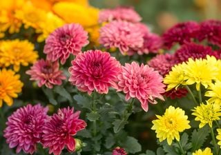 Siete flores para plantar en abril y mantener el jard&iacute;n con color durante los meses m&aacute;s frescos