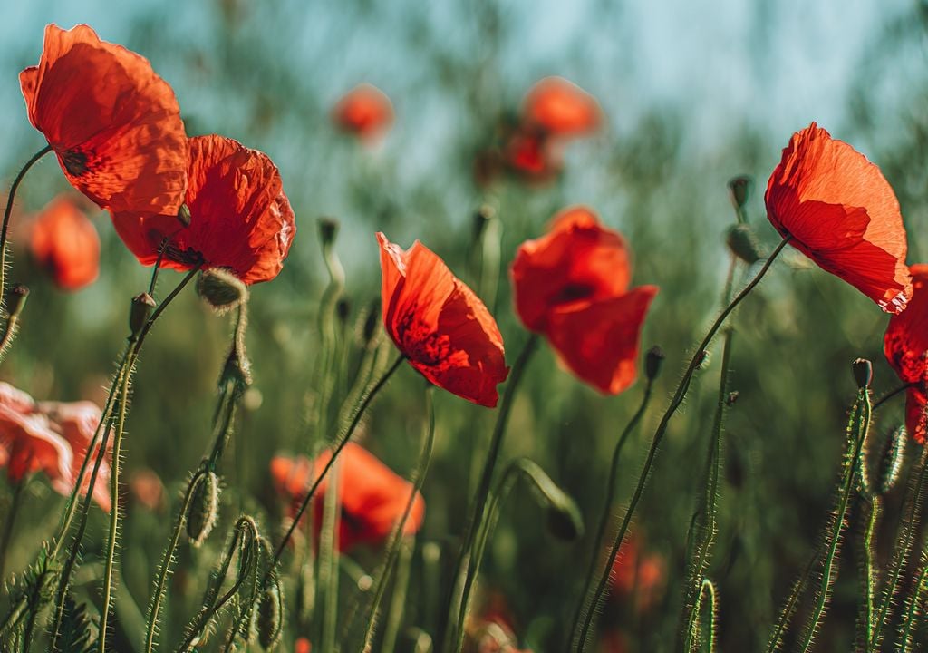 plantas Flores livianas y de aspecto silvestre que suman movimiento y color en tonos intensos.