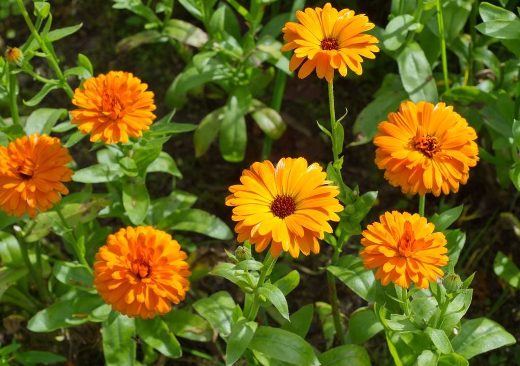 plantas Fácil de cultivar y muy generosa, ilumina el jardín con tonos cálidos durante el otoño.