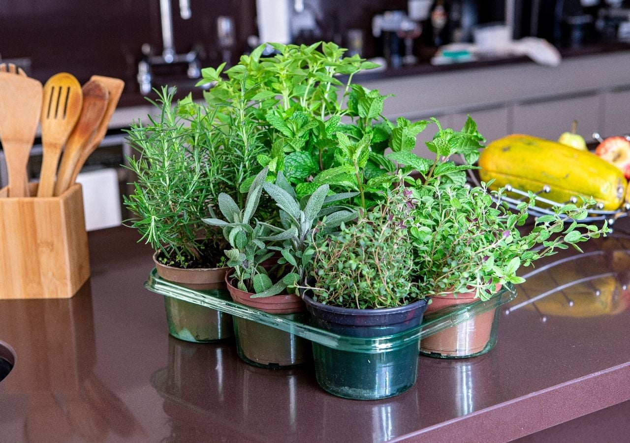 Plantas aromáticas que crescem sem sol pleno: um mini oásis verde em qualquer canto luminoso.