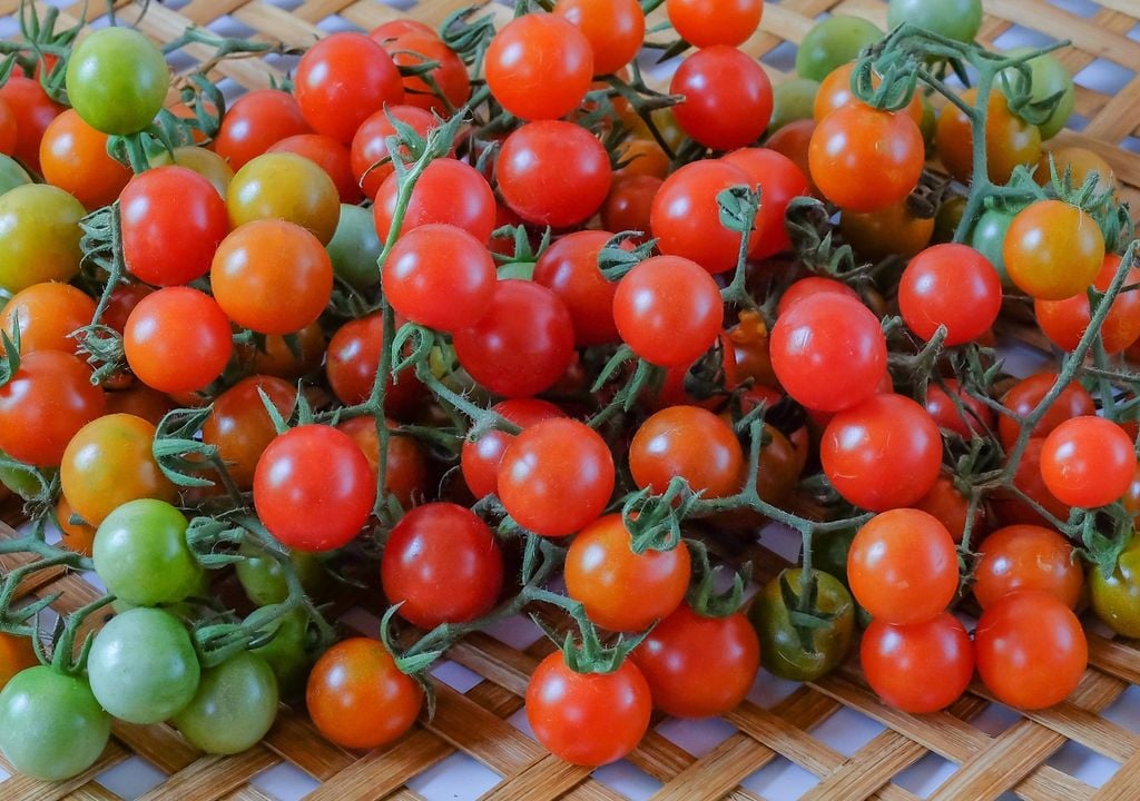 Con sol y riego frecuente, los tomates cherry pueden producir durante gran parte del verano en macetas colgantes.
