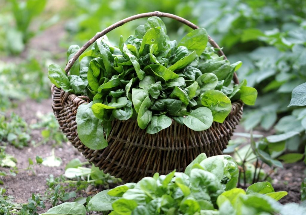En canastos colgantes conviene ubicar la espinaca en lugares con algo de sombra durante las horas de más calor.