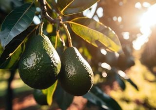 Die seltsame Bedeutung des Wortes Avocado, die Sie sich vielleicht nicht vorstellen können