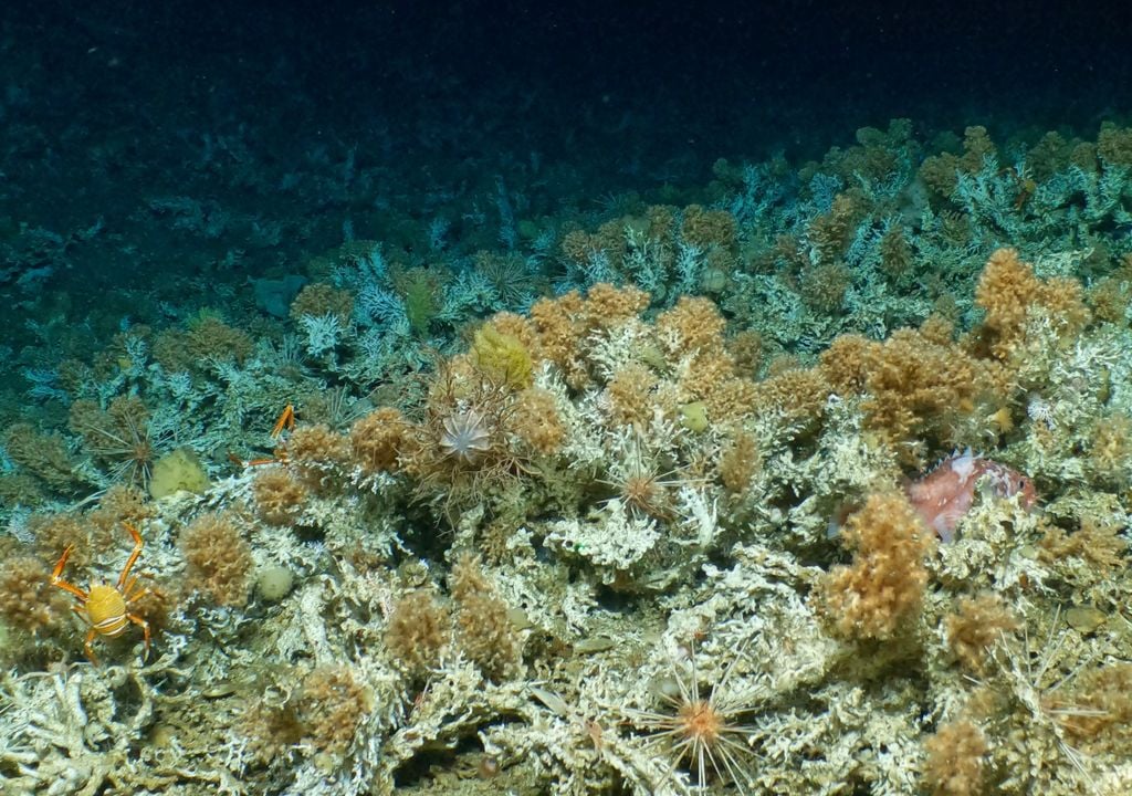 Significant deep-sea coral reefs uncovered in Galápagos expedition