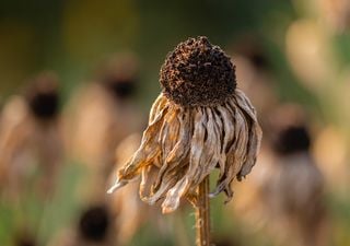 Sigue La Niña y escasearán las lluvias en noviembre