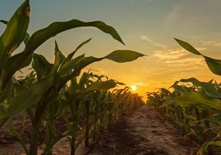 Sigue La Niña: estas son sus consecuencias en primavera