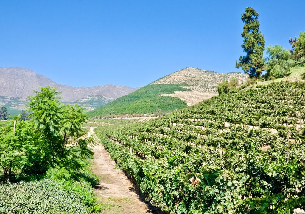 Valle del Aconcagua, Región de Valparaíso, Chile.