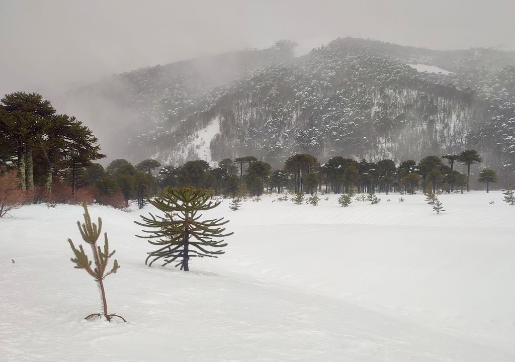 Reserva Nacional Malalcahuello Nalcas. Reserva Nacional Malalcahuello Nalcas.