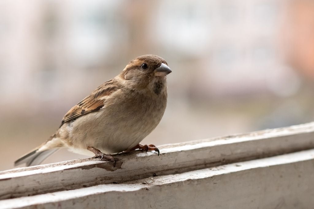 pajaros pajaros