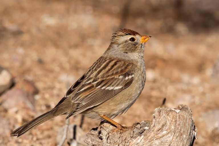 Ciudades silenciosas: ¿A dónde se fue el canto de los pájaros?