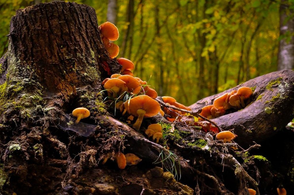 Simbiosis entre árboles y hongos y evolución del clima