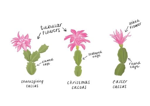 Entretien facile du cactus de Nol :  quelle frquence l'arroser pour une  floraison russie ?