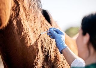 Sin control: se expande en la Argentina una enfermedad que mata a los caballos