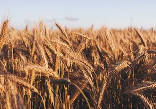 ¡Sin lluvias a la vista! El clima sigue complicando la campaña agrícola argentina