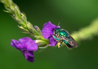 Sin reinas ni obreras: descubren fascinante modelo social de abejas en Costa Rica