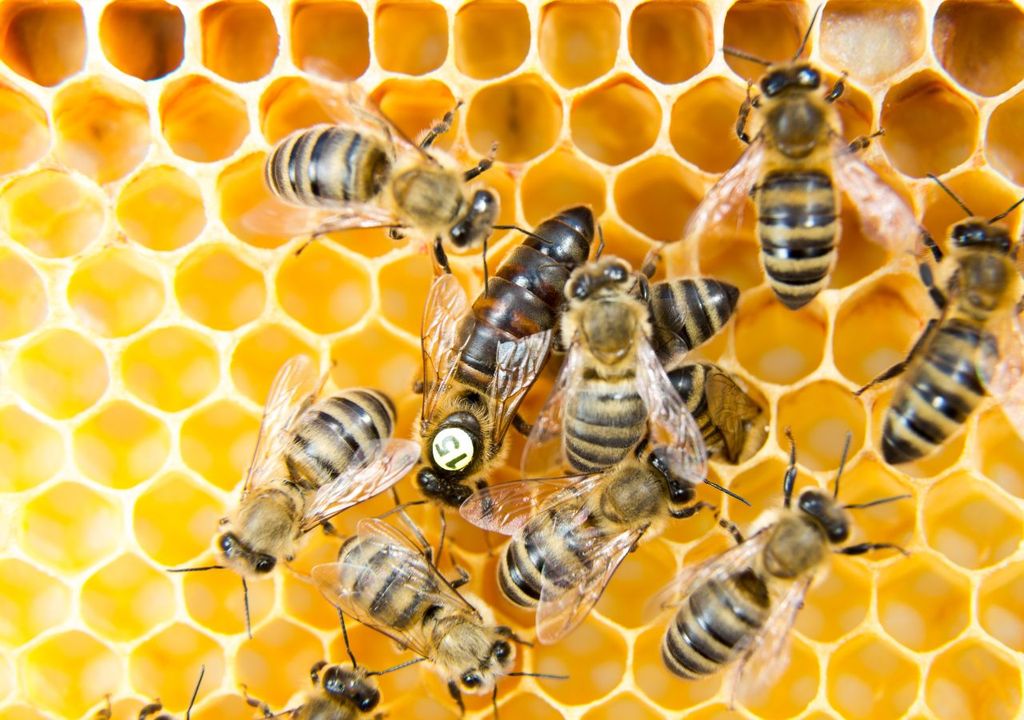 Abeja reina melífera Abeja reina melífera