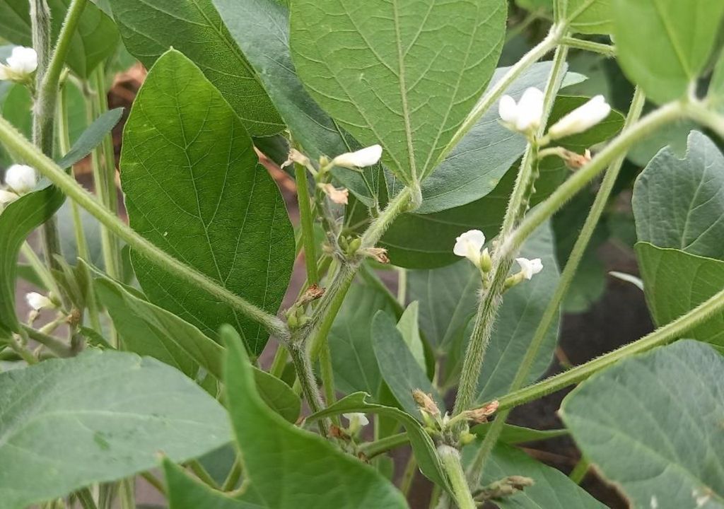 soja soja