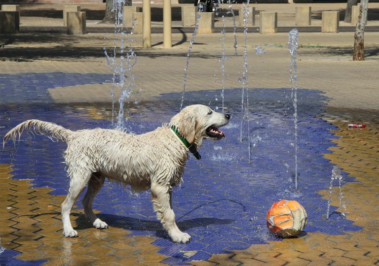 Un perro se refresca Un perro se refresca
