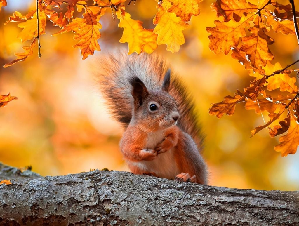 Red Squirrel