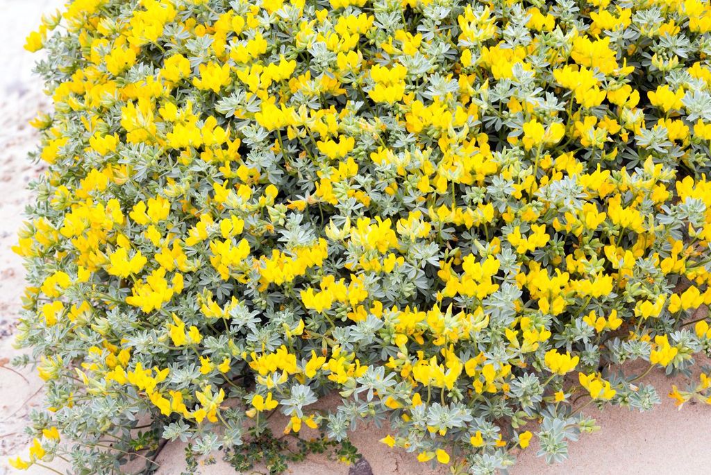 Llega la primavera a México