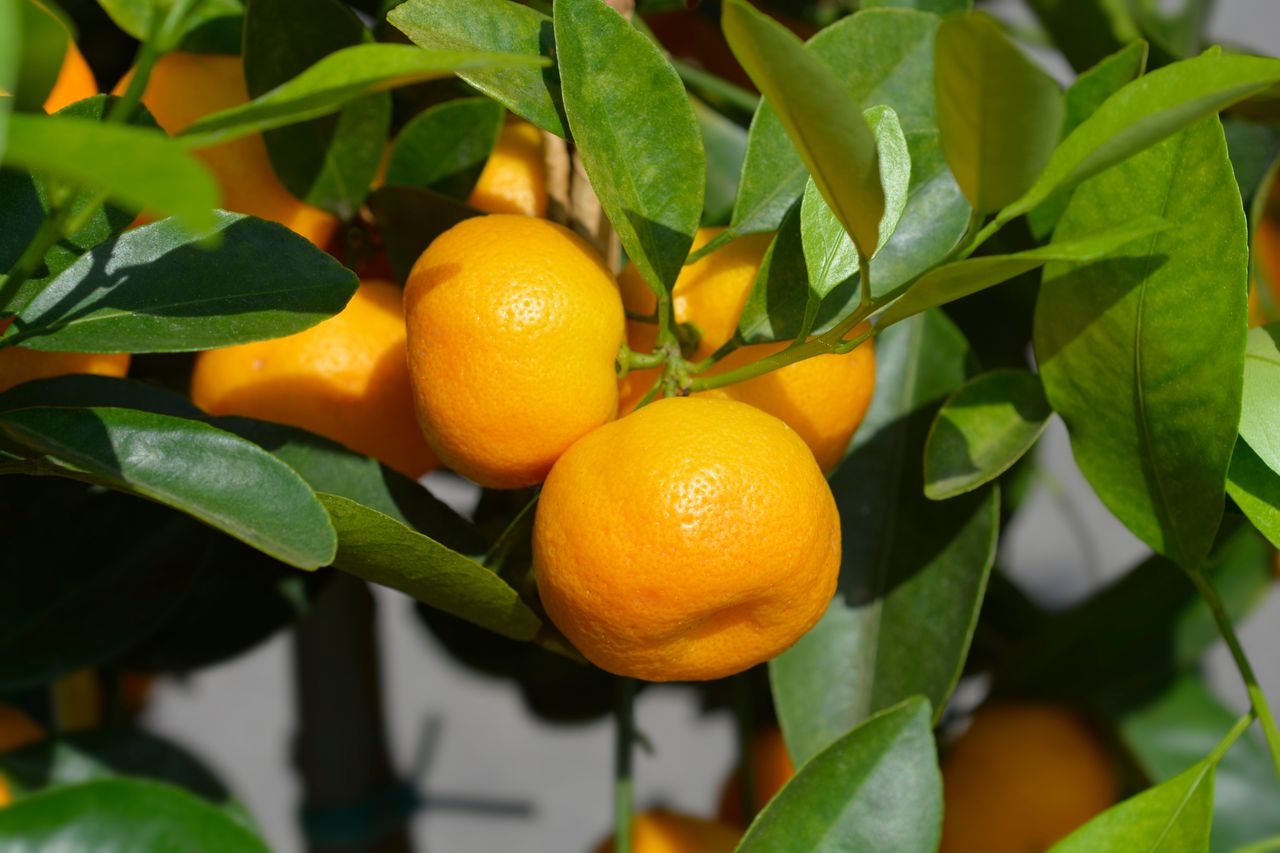 Small Space, Fresh Citrus: 3 Fruit Trees That Thrive in Pots