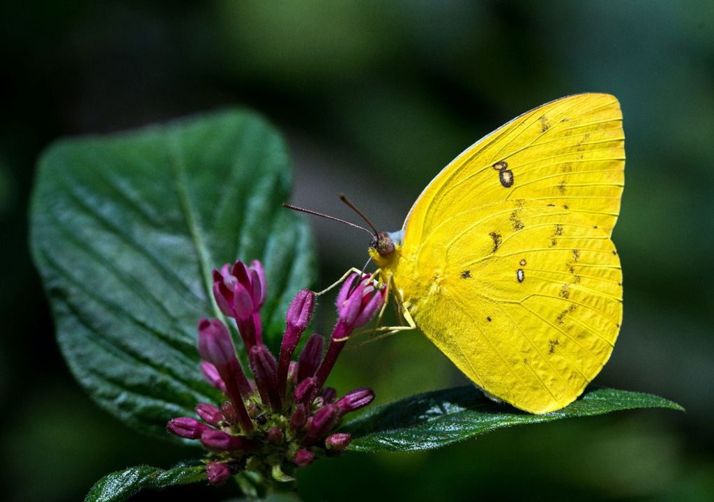 Smaller and brighter butterflies threatened by climate change