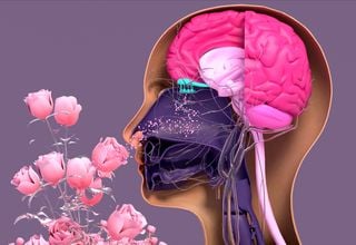Cheirar, lembrar, repetir: o poder cerebral do aroma