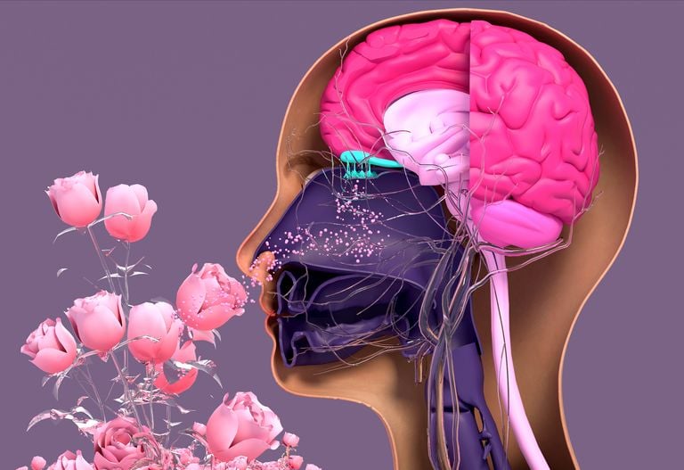 Smell, Remember, Repeat: The Brainy Power of Scent
