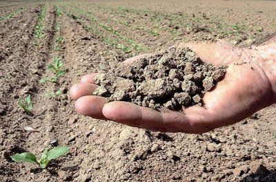 Campo de remolacha afectado por la sequía en el norte de Francia Campo de remolacha afectado por la sequía en el norte de Francia