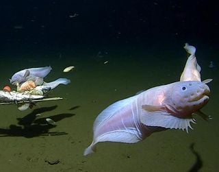 Fish filmed 8km underwater is deepest ever recorded
