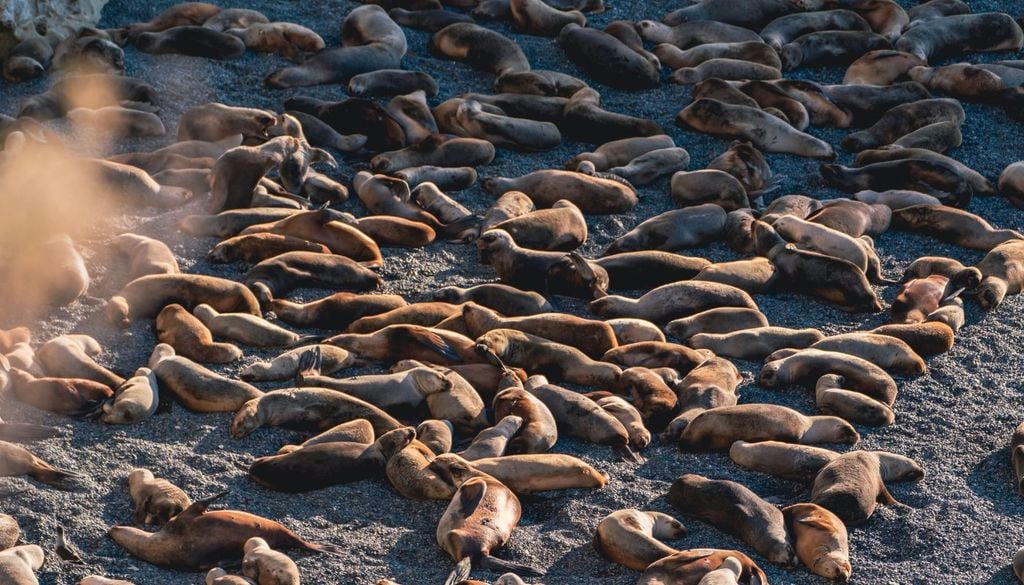 Lobos marinos en Área Natural Protegida Punta Loma Lobos marinos en Área Natural Protegida Punta Loma