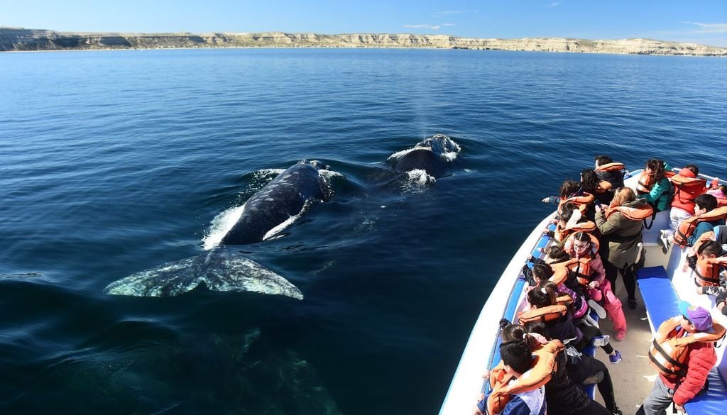 Avistaje de ballenas en Puerto Madryn Avistaje de ballenas en Puerto Madryn