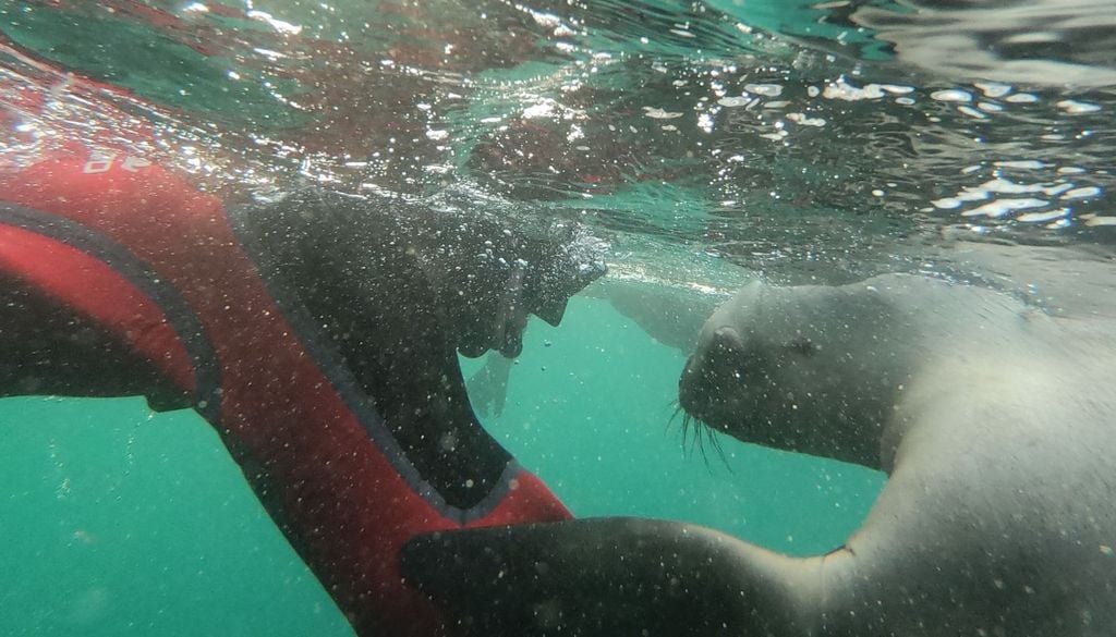 Snorkeling con lobos marinos en Puerto Madryn La excursión de snorkeling con lobos marinos durante la temporada de invierno 2026 tiene un valor promedio de $180.000 por persona.
