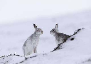 Snow, ice and flood warnings span much of the UK