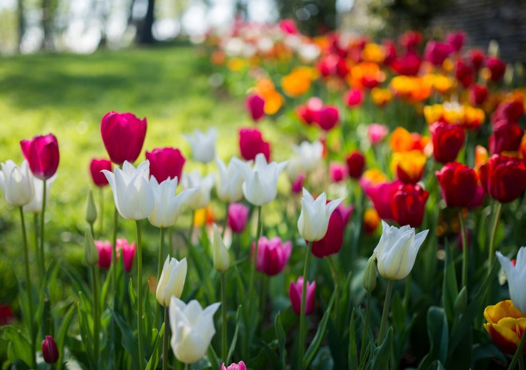 Tulpen kündigen den Frühling an