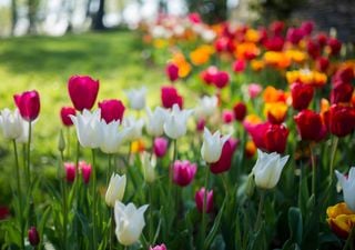 So halten wir Tulpenstr&auml;u&szlig;e l&auml;nger frisch!