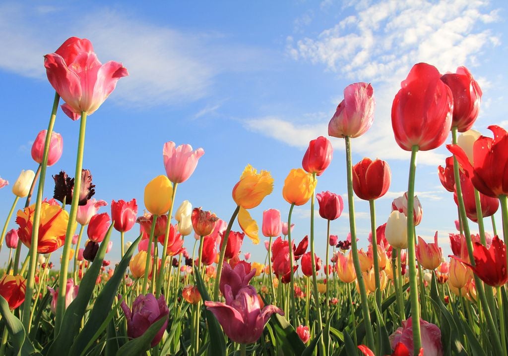 Tulpenfelder locken nicht nur Blumenliebhaber, sondern auch Touristen und Touristinnen an